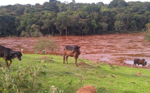 not-lama-em-brumadinho-03.09.20